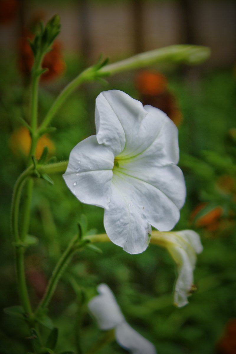 Large White Petunia photo 7