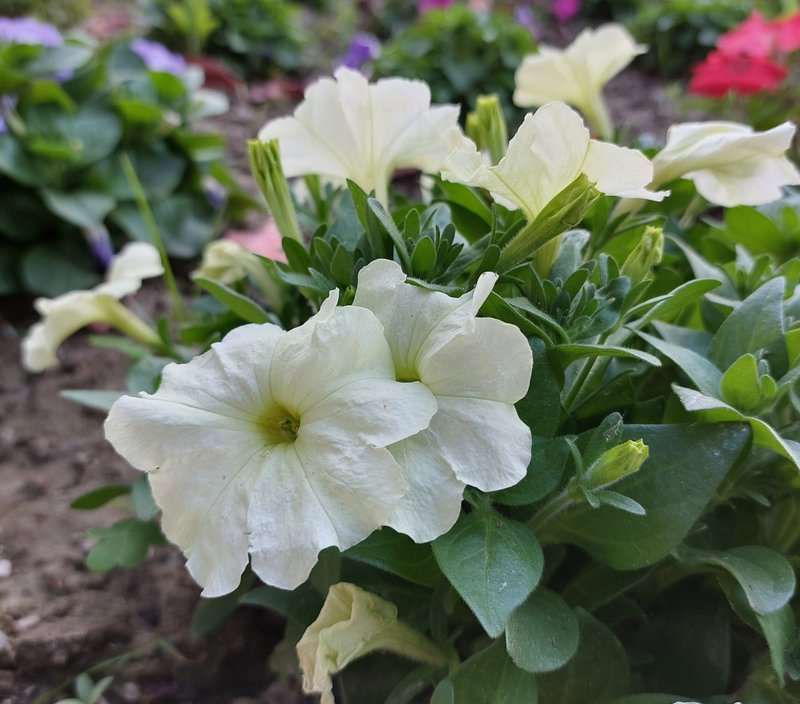 Large White Petunia photo 8