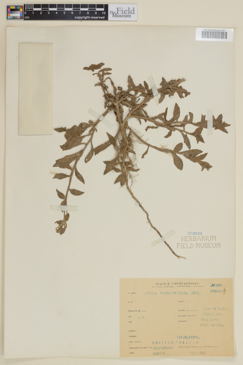 Petunia axillaris subsp. axillaris