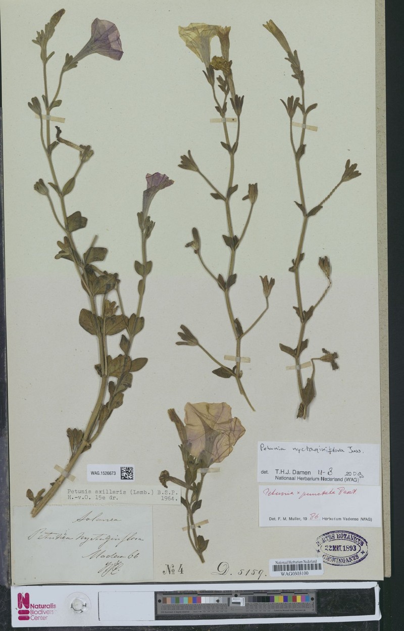Petunia axillaris subsp. axillaris photo 2