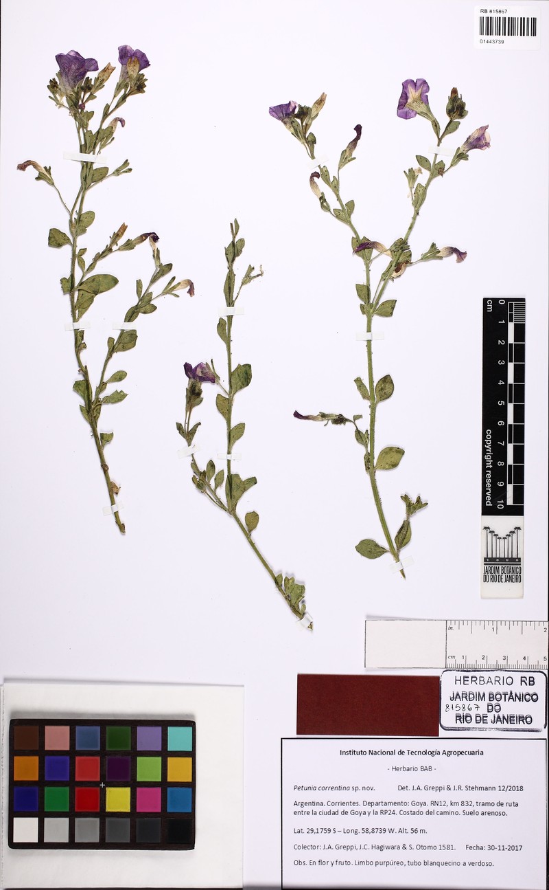 Petunia correntina