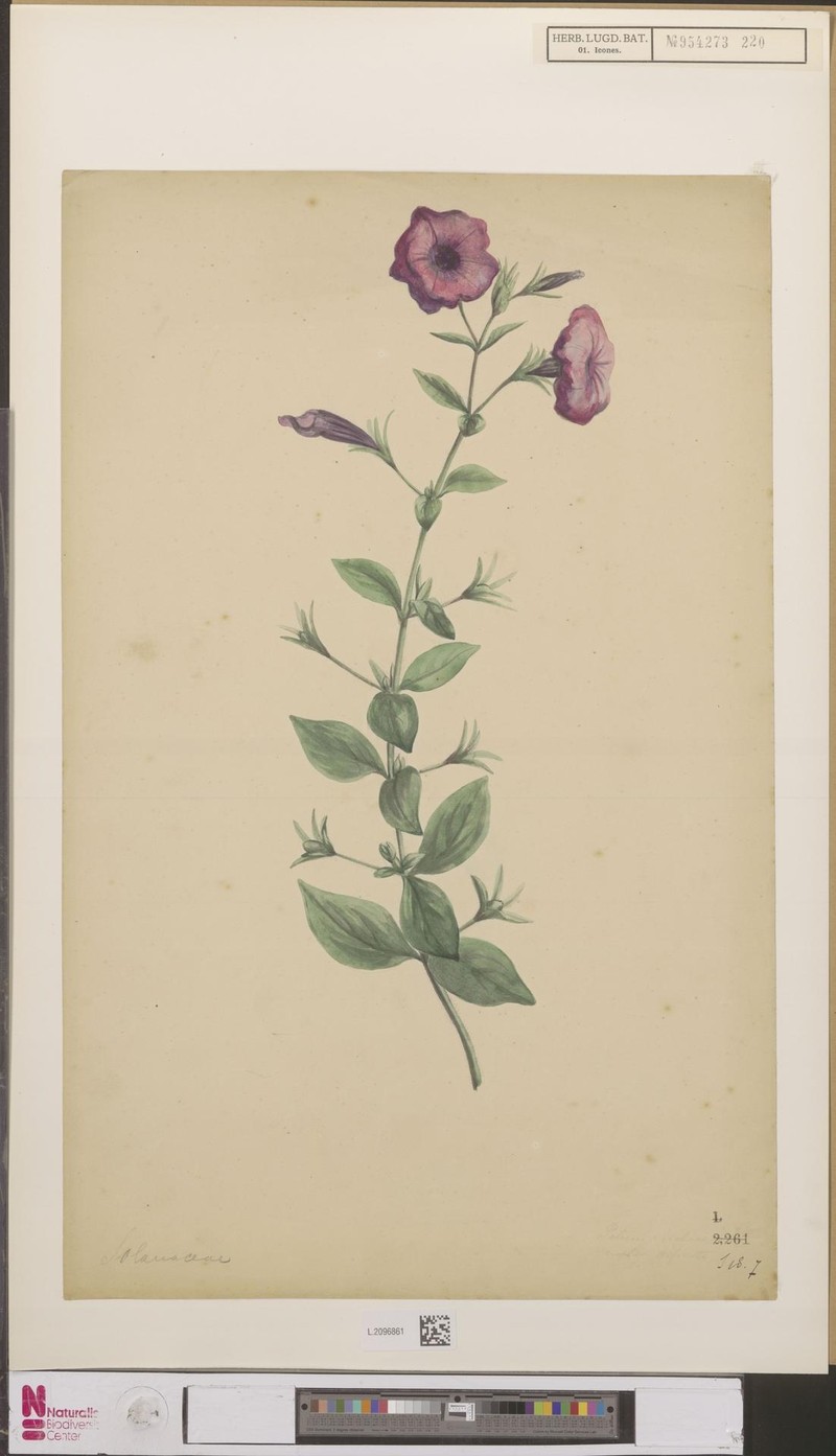 Violetflower Petunia photo 5