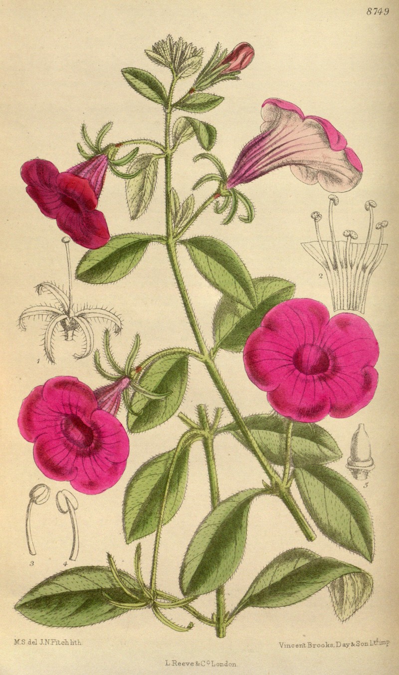 Violetflower Petunia photo 2