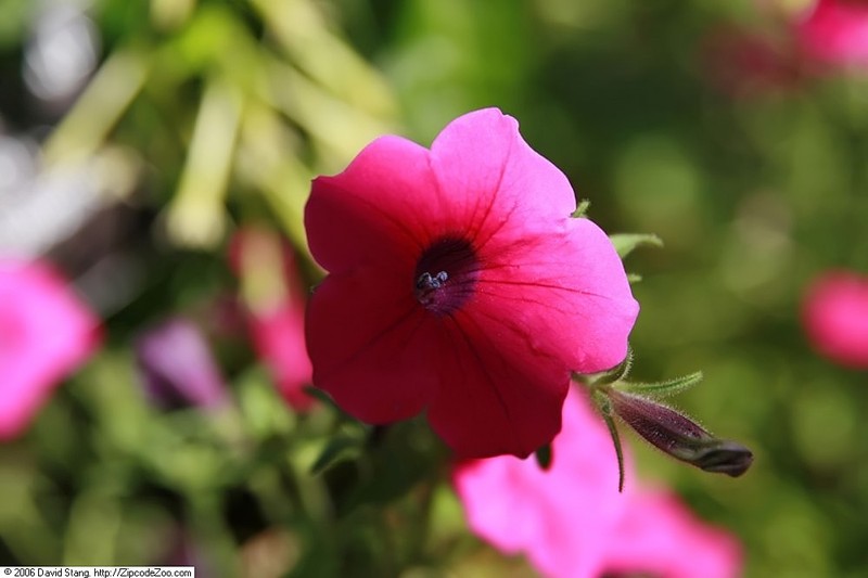 Violetflower Petunia photo 3