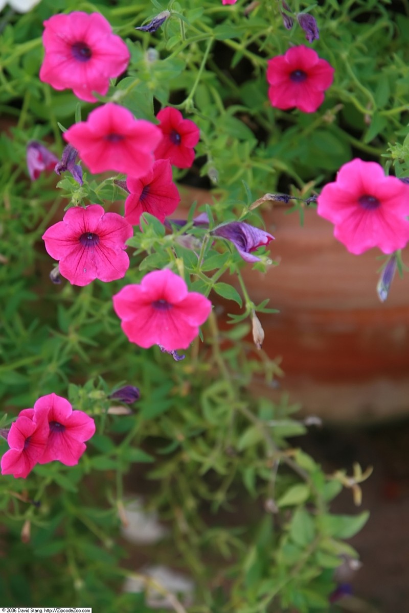 Violetflower Petunia photo 4