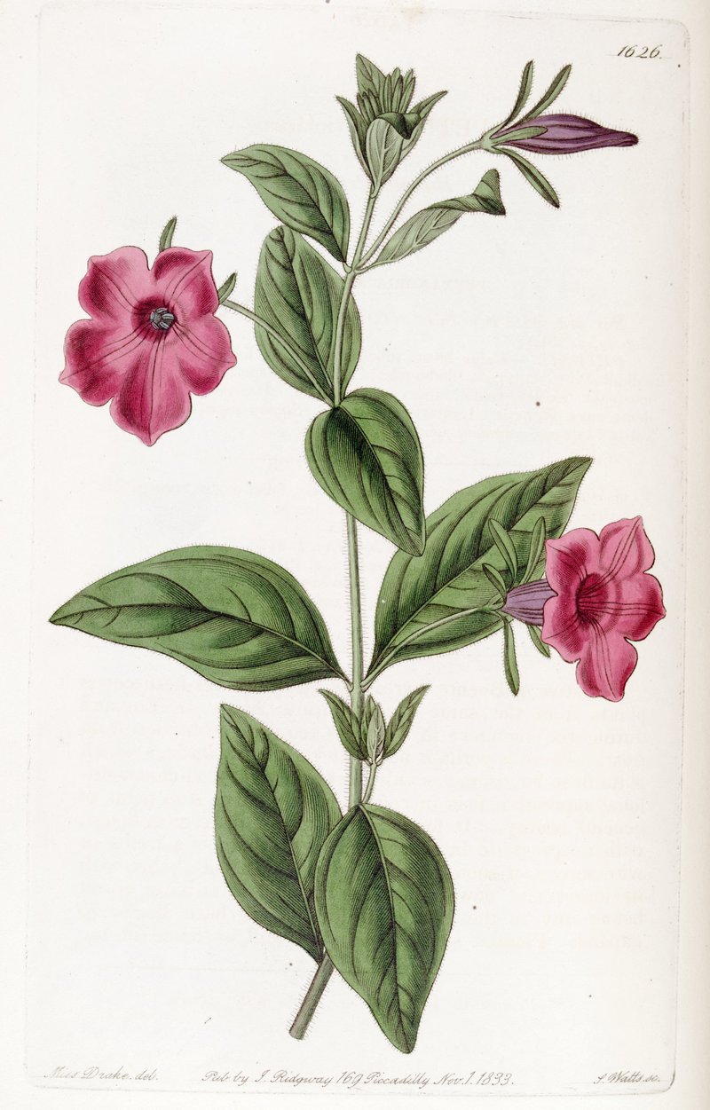 Violetflower Petunia photo 6