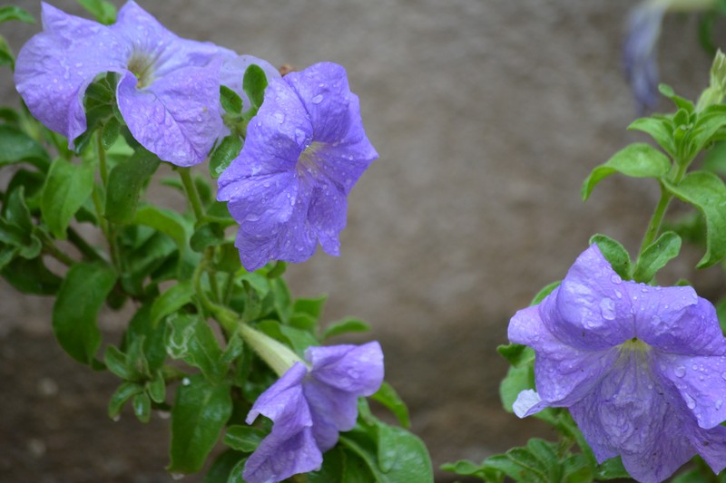 Violetflower Petunia