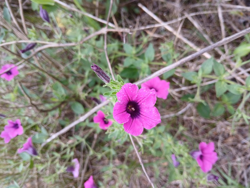 Violetflower Petunia photo 8