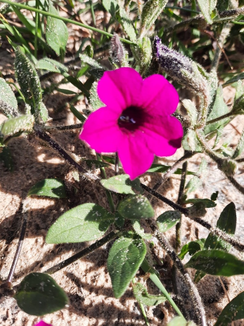 Petunia integrifolia subsp. integrifolia