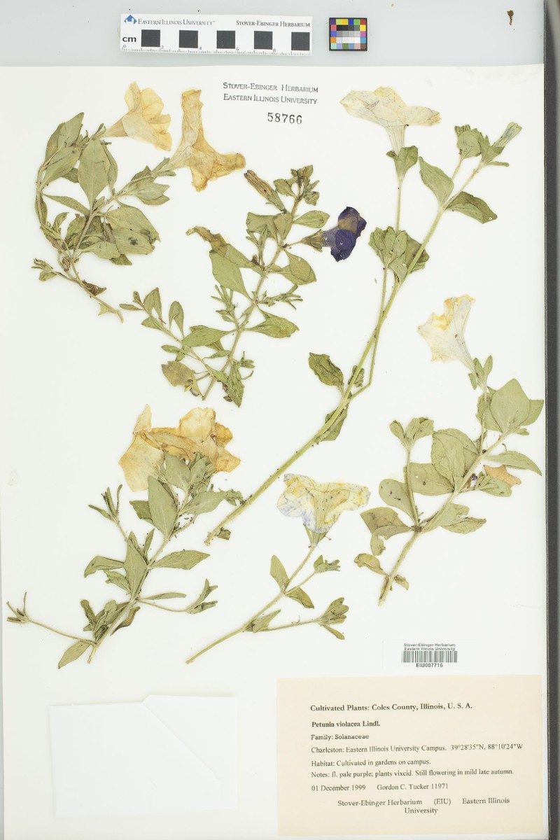 Petunia integrifolia subsp. integrifolia photo 2