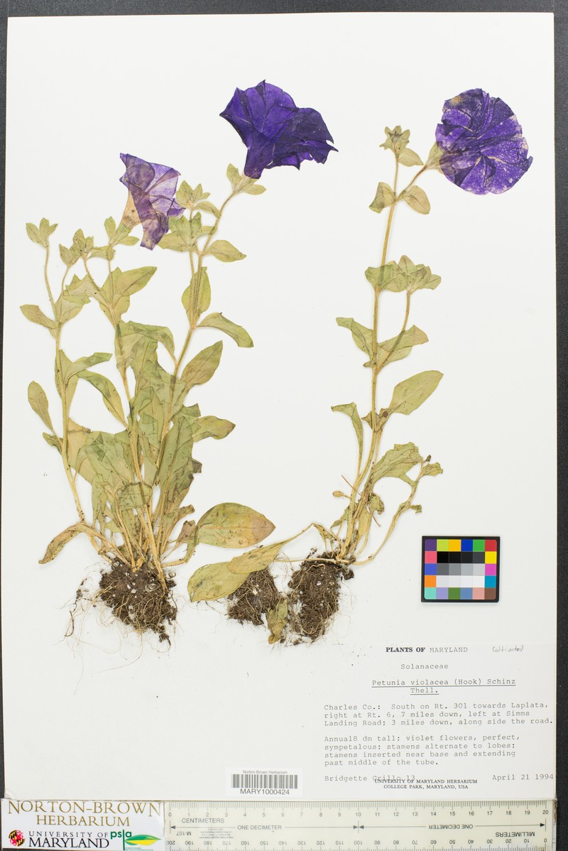 Petunia integrifolia subsp. integrifolia photo 3