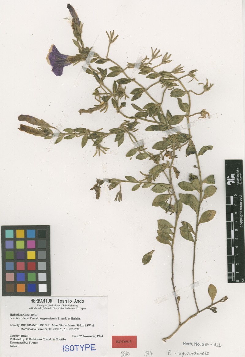 Petunia integrifolia subsp. integrifolia photo 4