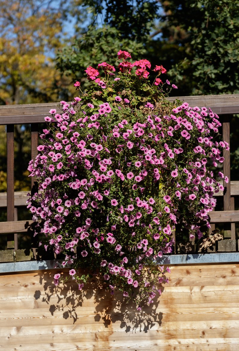 Petunia photo 4