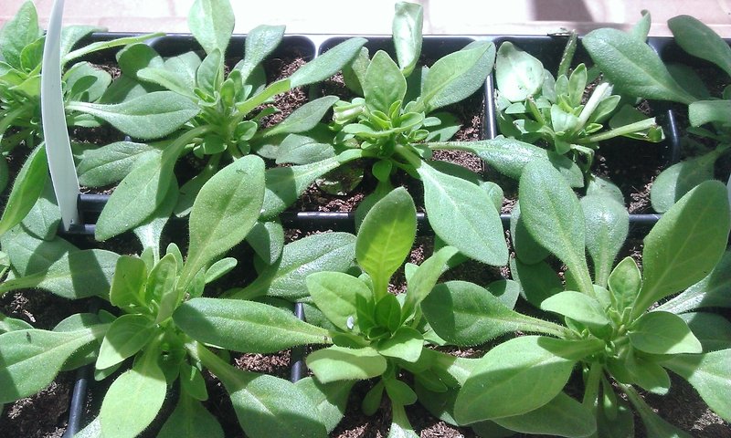 Petunia photo 5