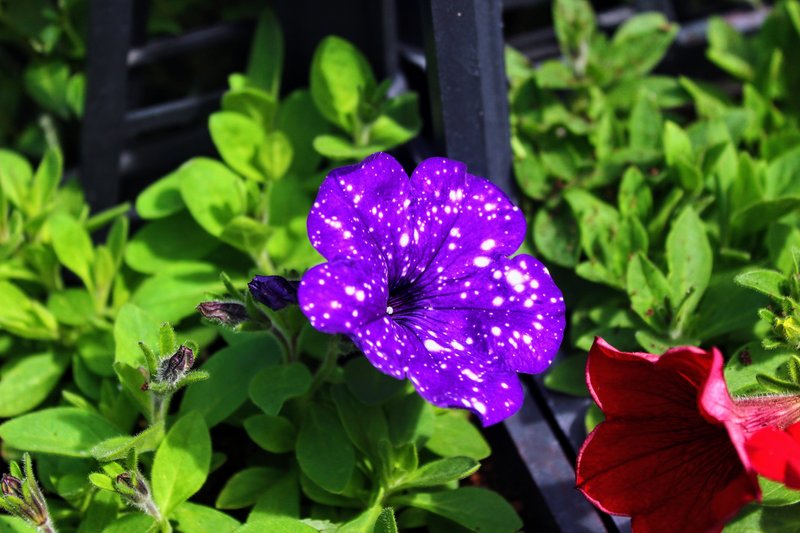 Petunia photo 6
