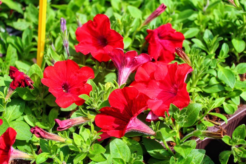 Petunia photo 7