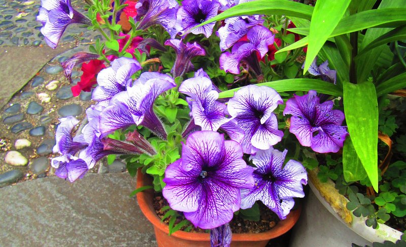 Petunia photo 8