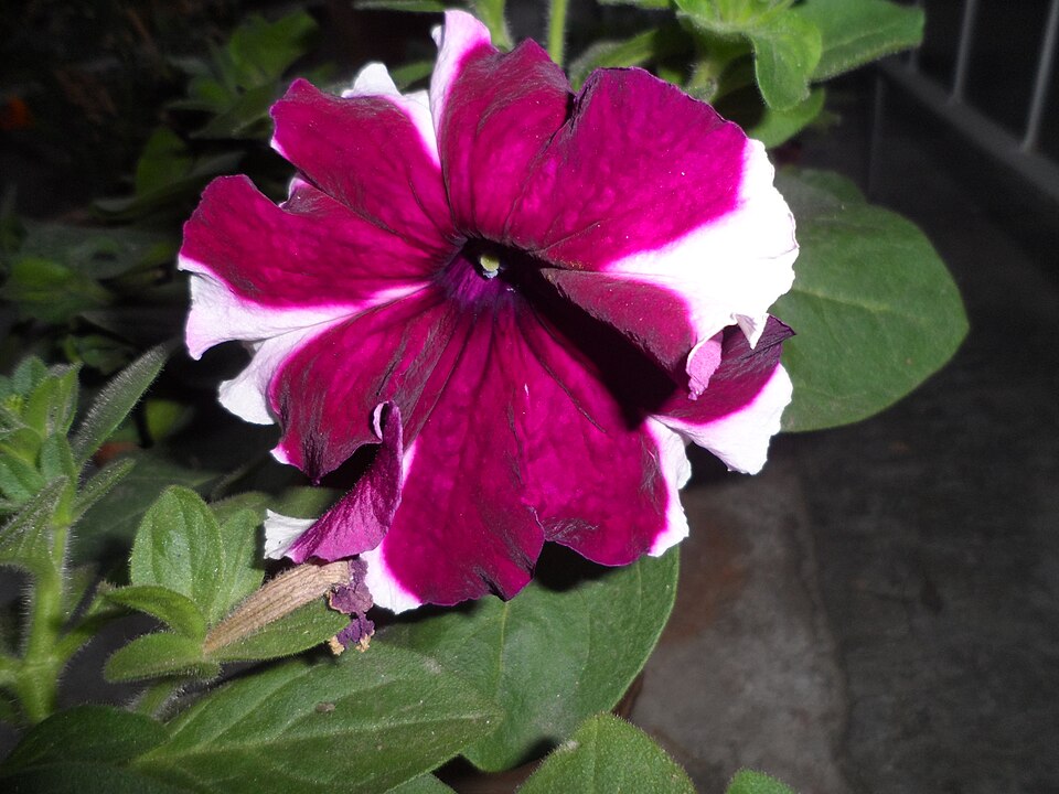 Petunia