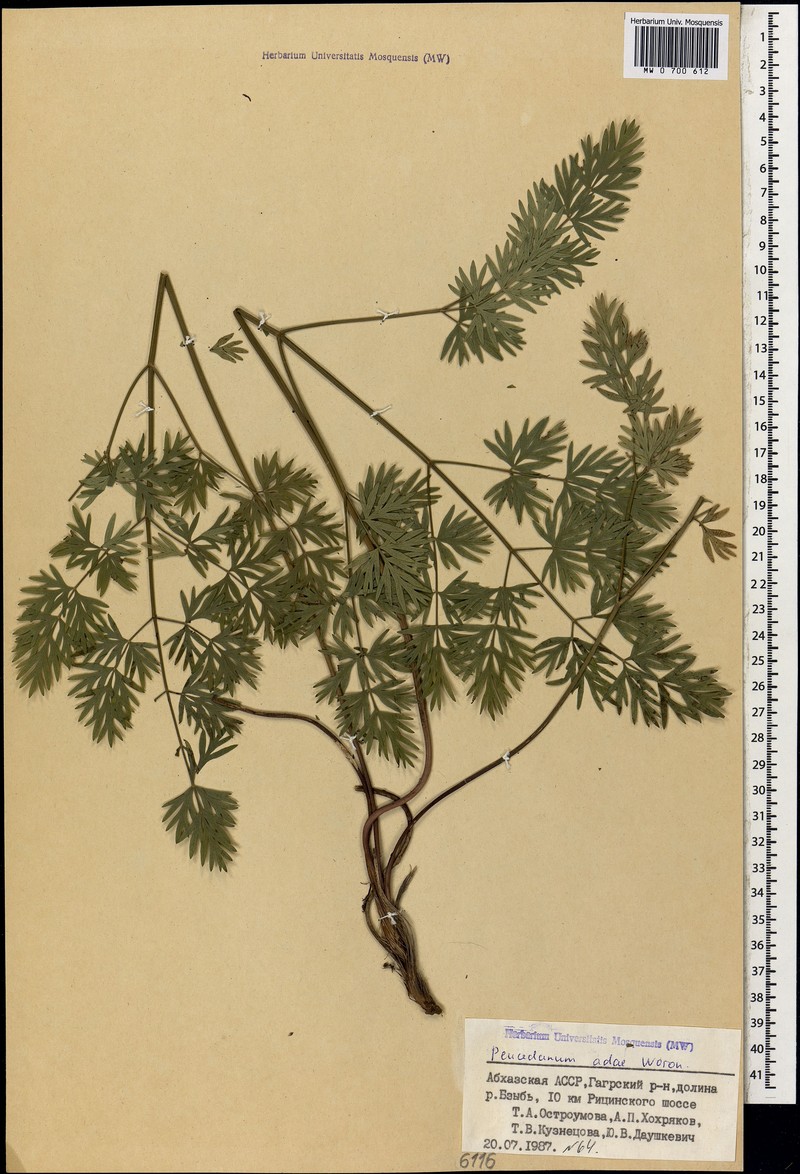 Peucedanum adae