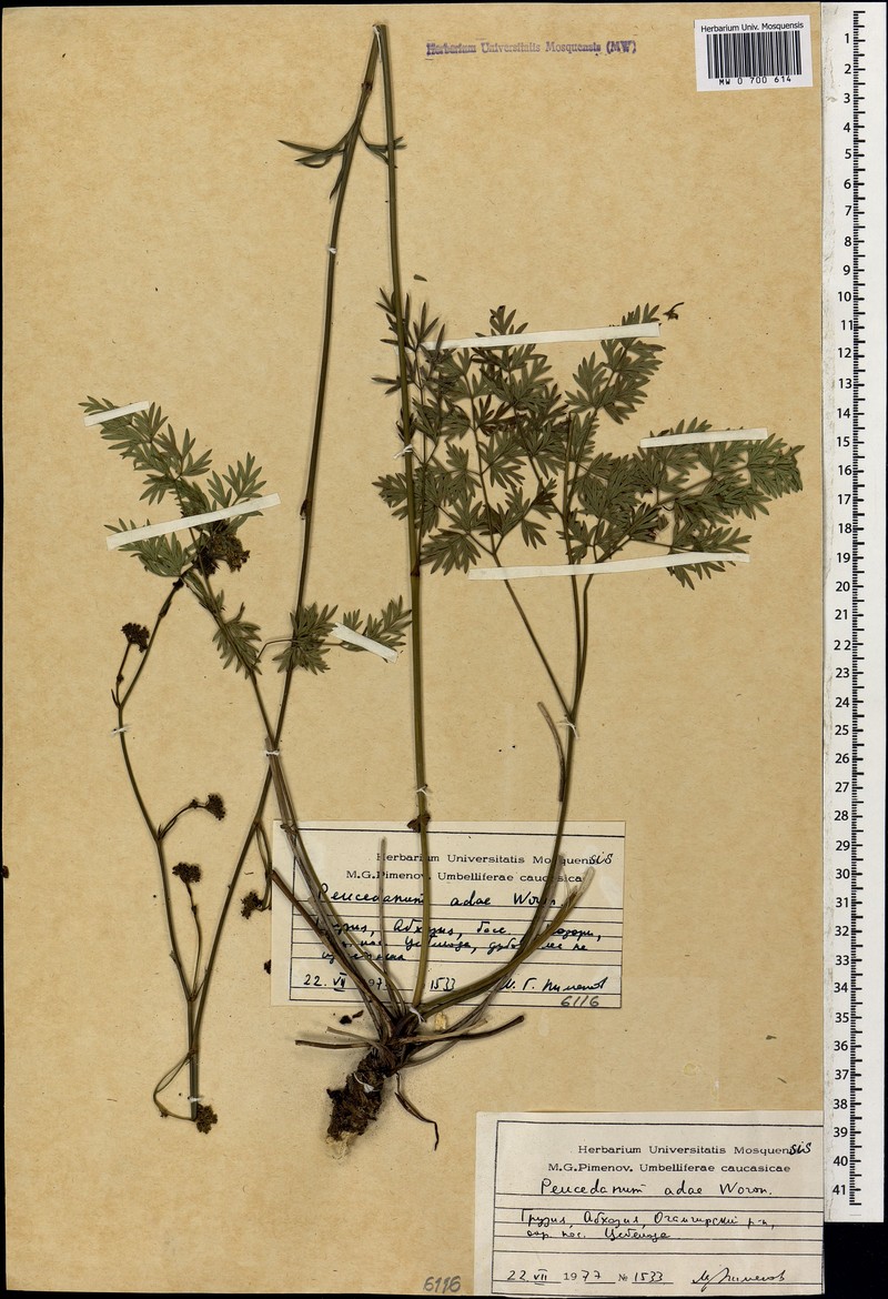 Peucedanum adae photo 2