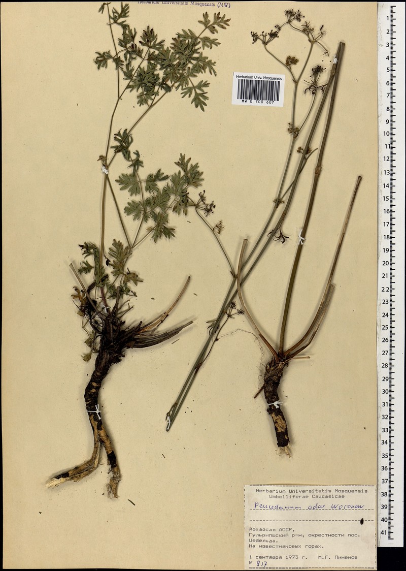 Peucedanum adae photo 3