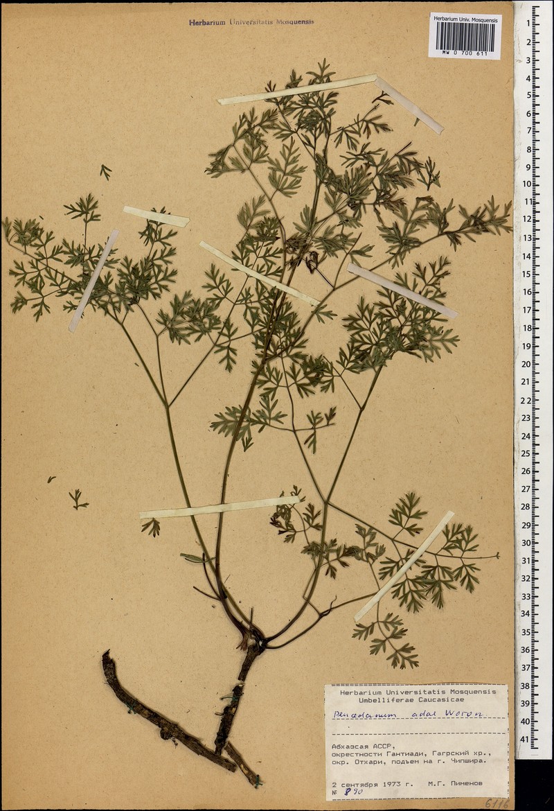 Peucedanum adae photo 4