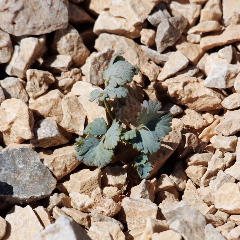 Peucedanum alpinum