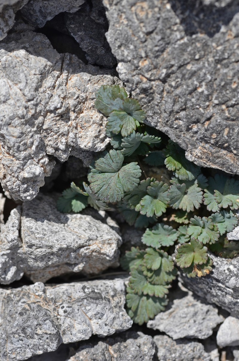 Peucedanum alpinum photo 2