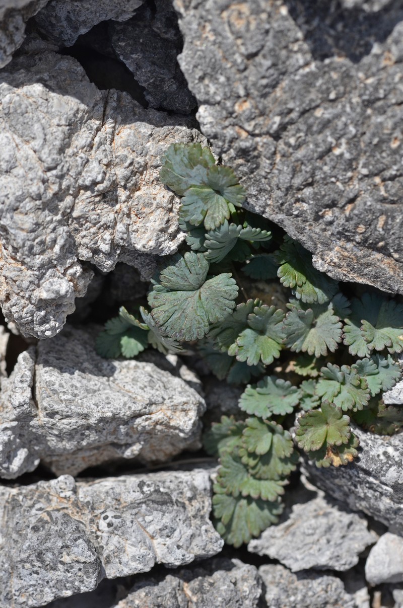 Peucedanum alpinum photo 3