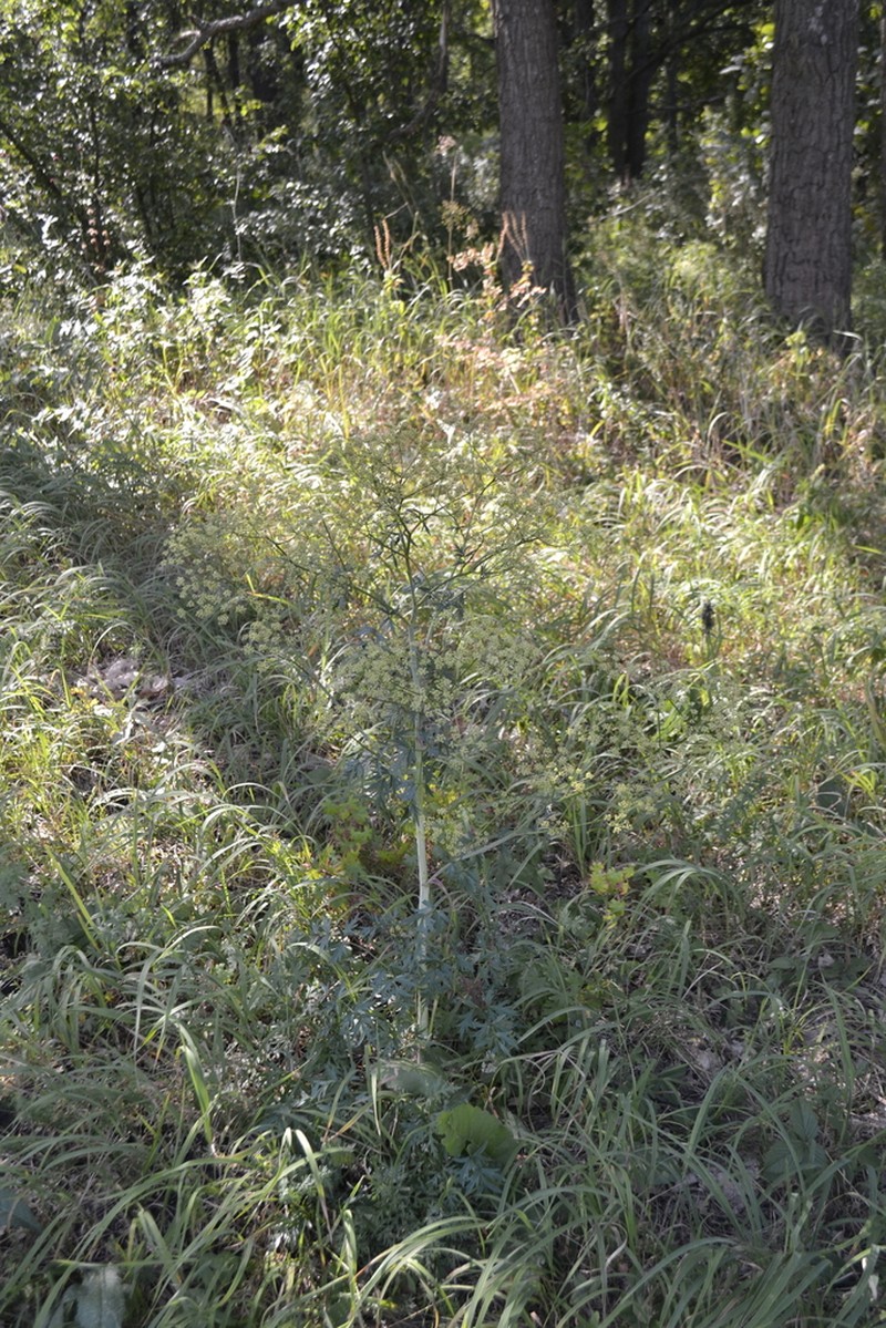Peucedanum alsaticum