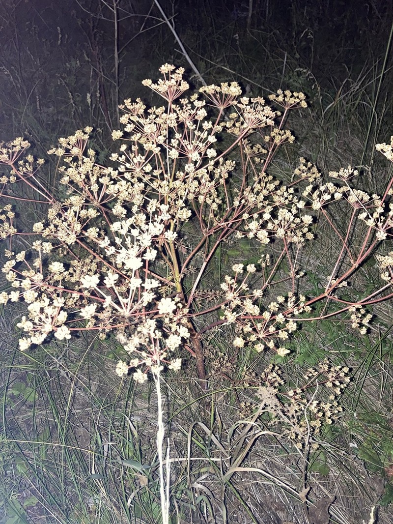 Peucedanum alsaticum photo 2