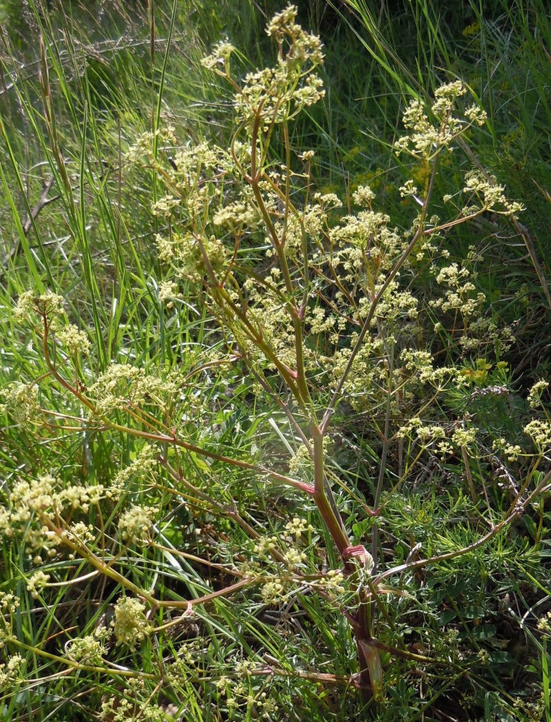 Peucedanum alsaticum photo 3