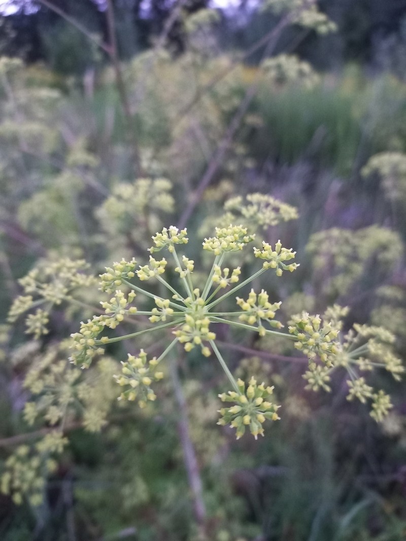 Peucedanum alsaticum photo 4