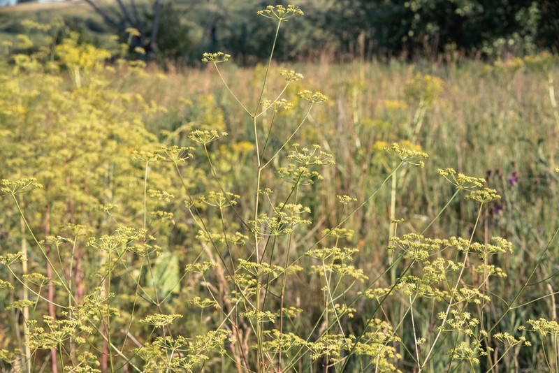 Peucedanum alsaticum photo 5