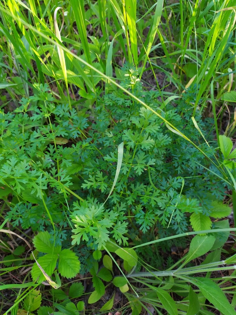 Peucedanum alsaticum photo 6