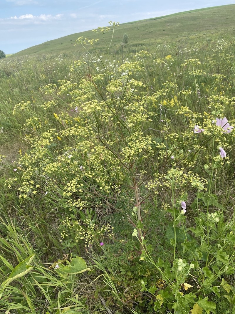 Peucedanum alsaticum photo 8
