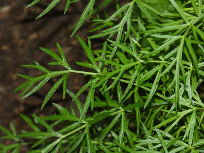 Peucedanum austriacum