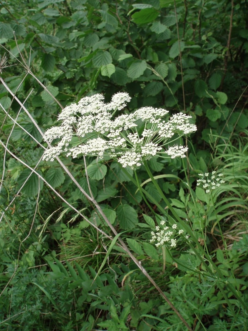Peucedanum austriacum photo 2