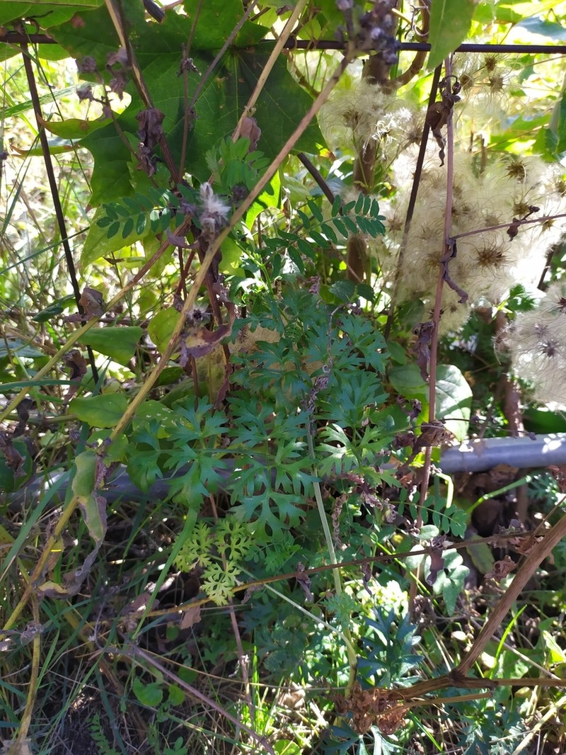 Peucedanum austriacum photo 3