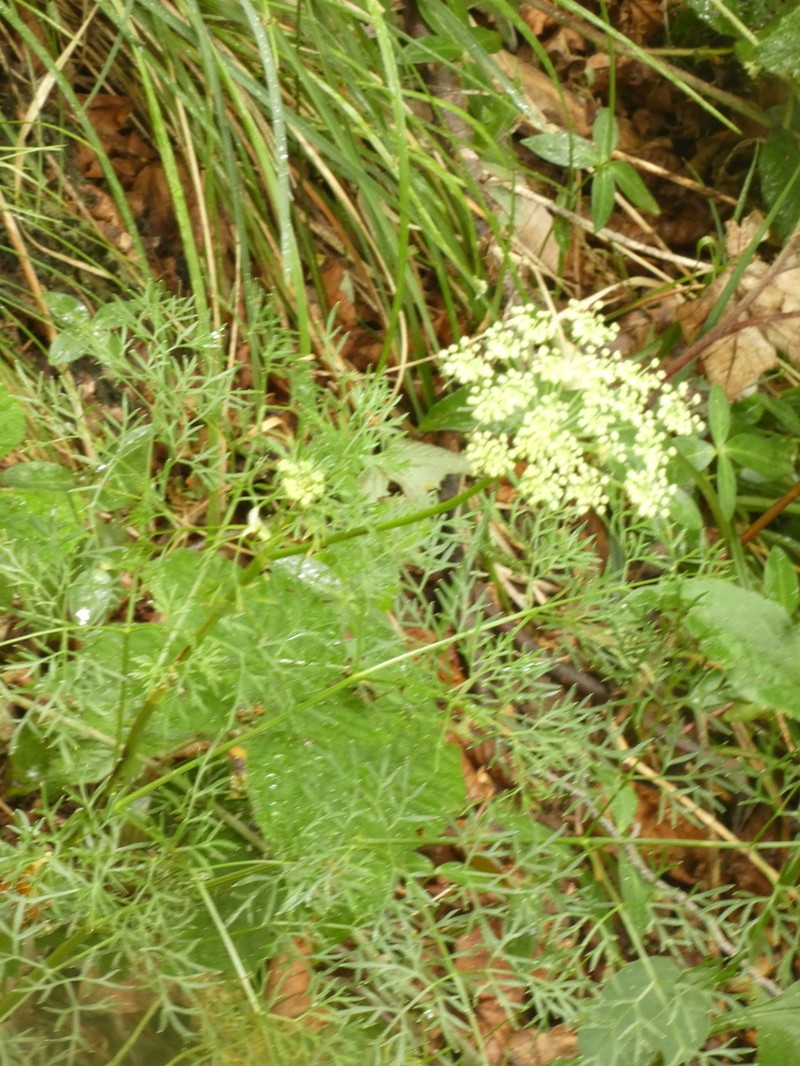 Peucedanum austriacum photo 4