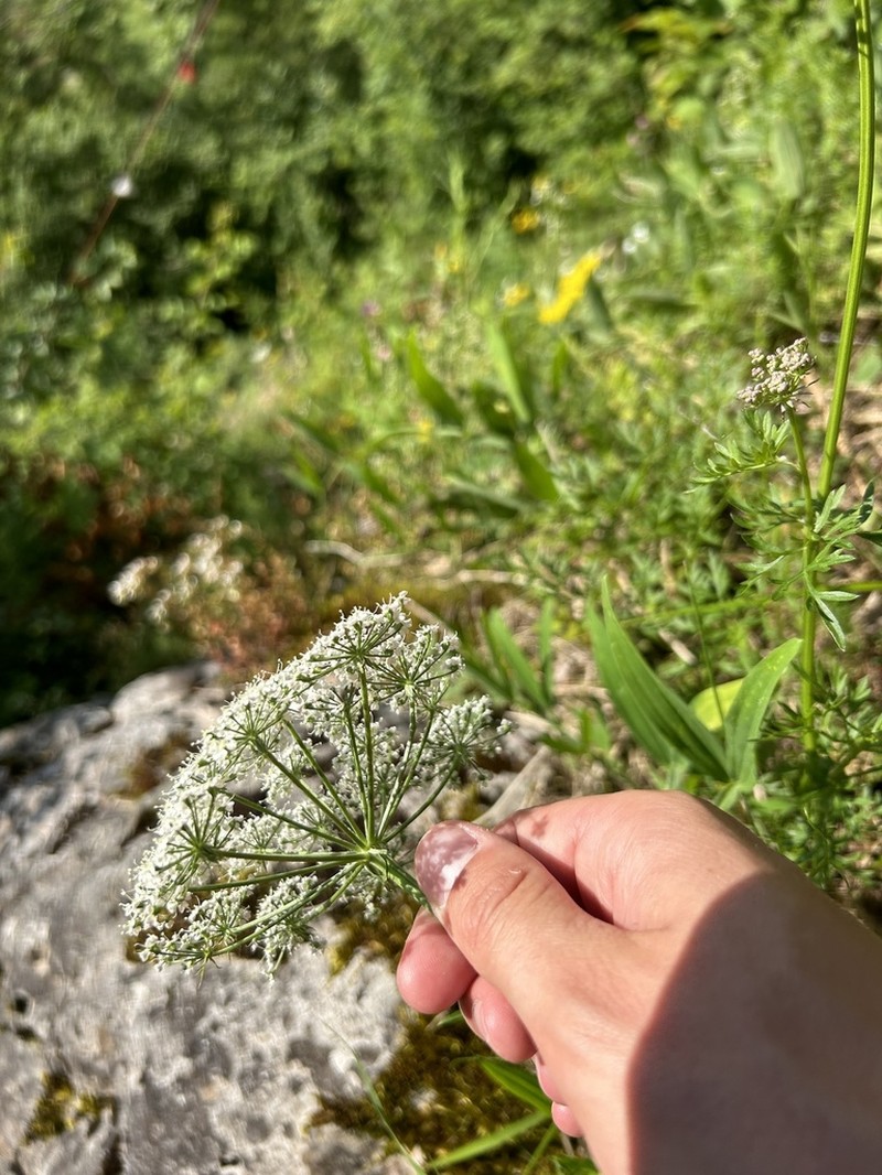 Peucedanum austriacum photo 5