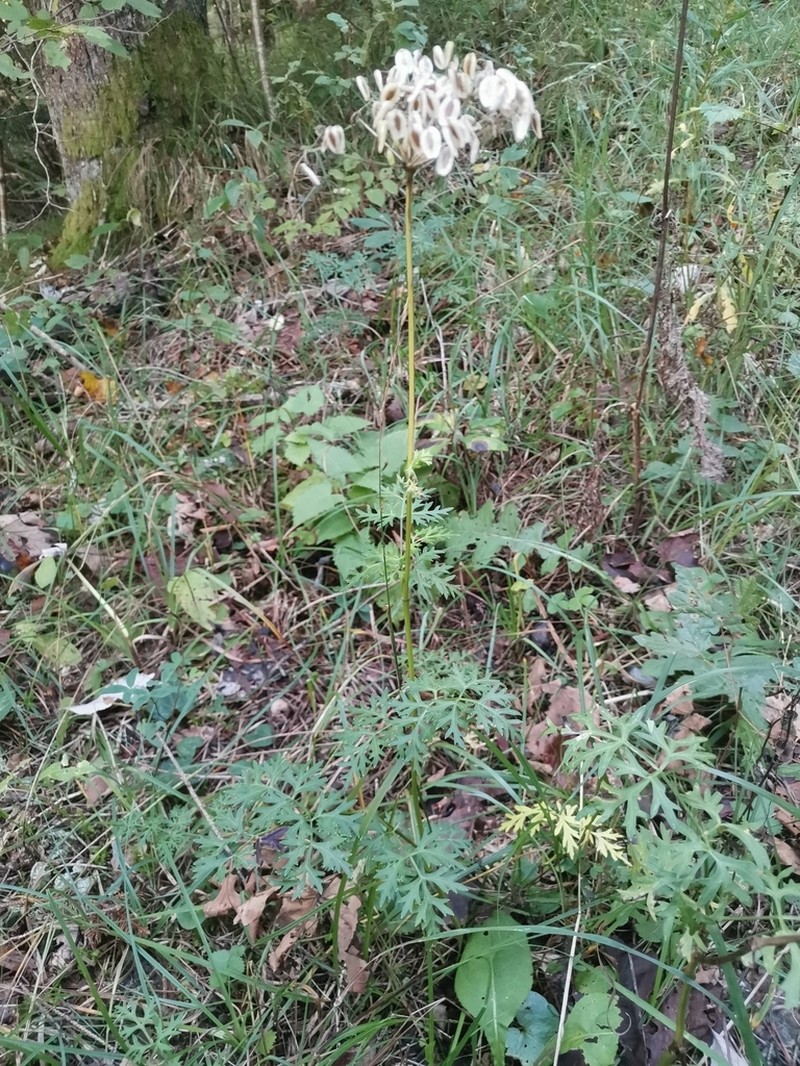 Peucedanum austriacum photo 6