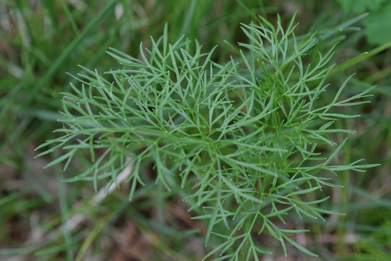 Peucedanum austriacum photo 7