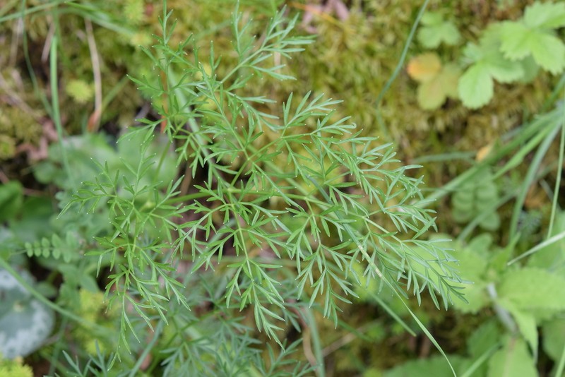 Peucedanum austriacum photo 8