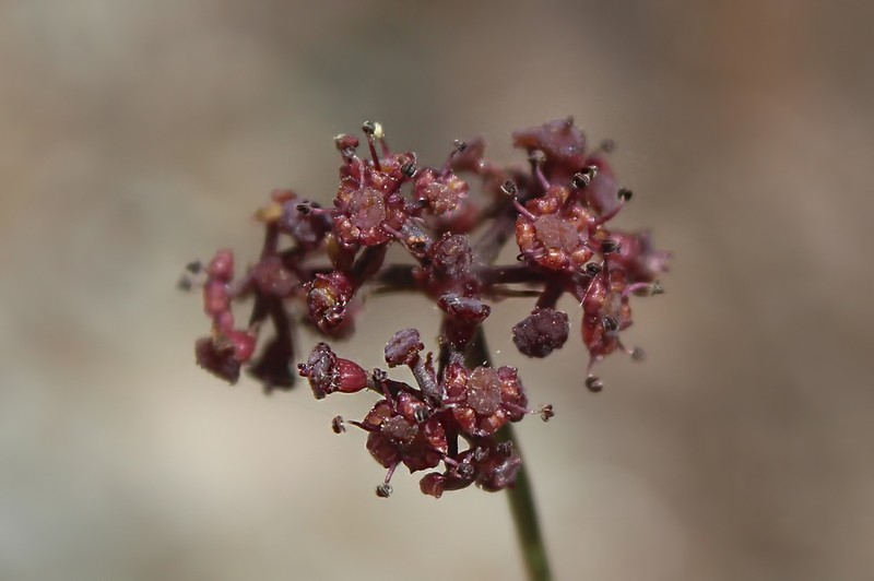 Peucedanum autumnale