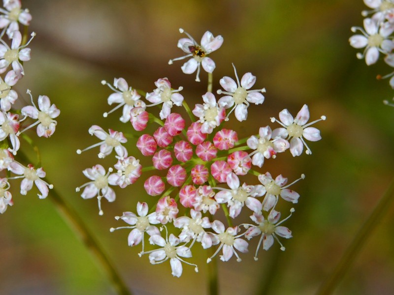 Peucedanum cervaria photo 2