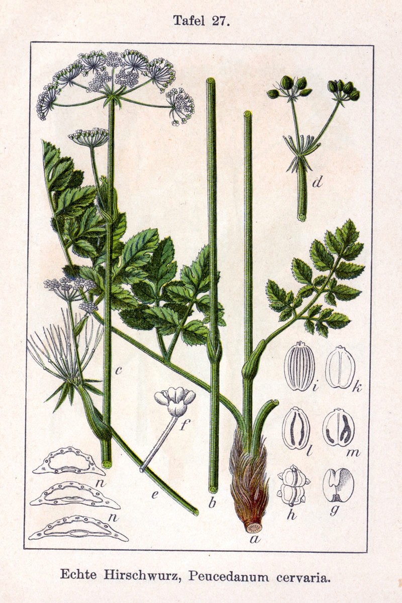 Peucedanum cervaria photo 3