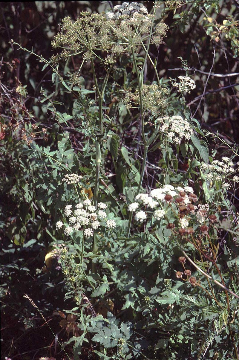 Peucedanum cervaria photo 4