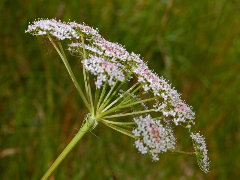 Peucedanum cervaria photo 5