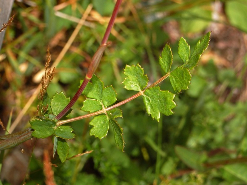 Peucedanum cervaria photo 6